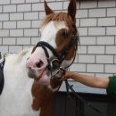 Fischerfest 2007 - 006